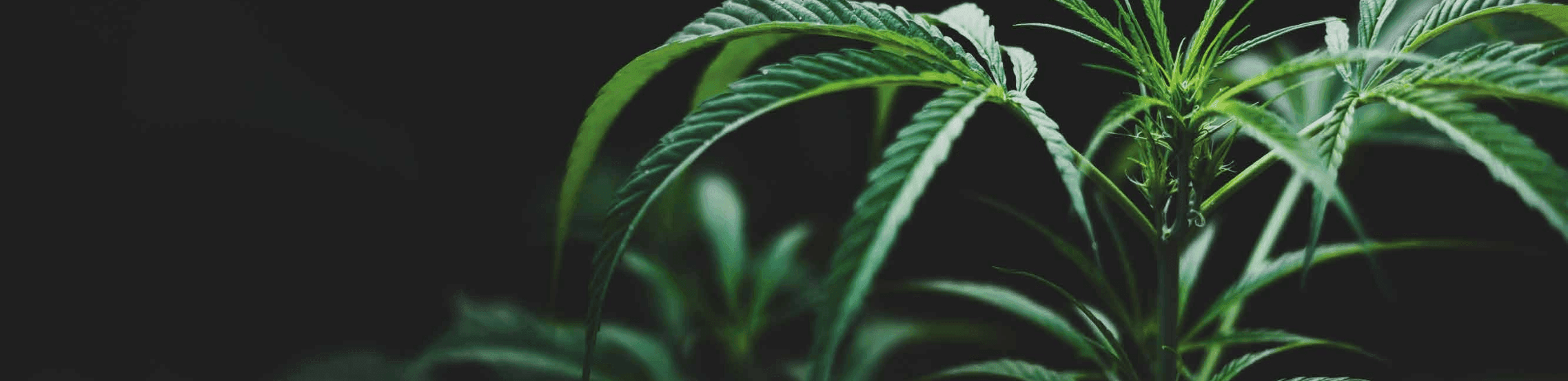 Cannabispflanze wird im dunkeln